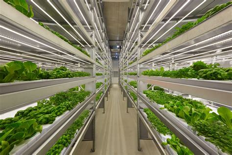 3 Emerging Trends In Vertical Farming That Will Cultivate The Future Of