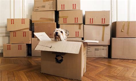 Everything You Need To Know About Packing Supplies When
