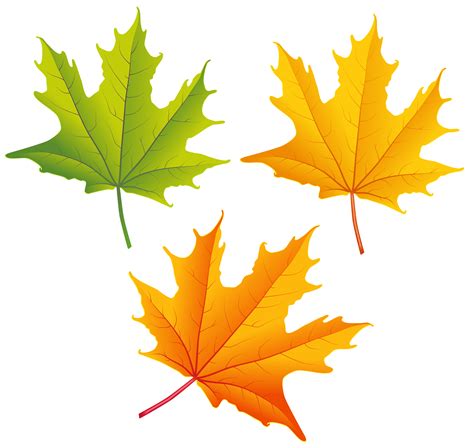 Autumn Leaves Clipart For Commercial Use Colorful Autumn Set Fall Clipart Fall Png Files