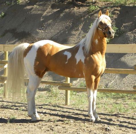 196 Best Paint Pinto Horses Images On Pinterest Beautiful Horses
