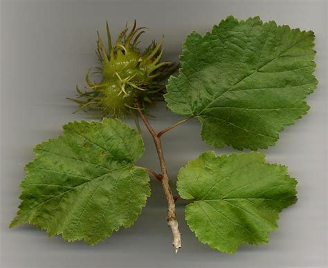 Pin By Andrea Wardle On Permaculture Britain Herbs Edible Hazelnut