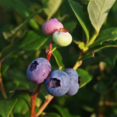 Step By Step Guide To Growing Blueberries Agriculture Blog