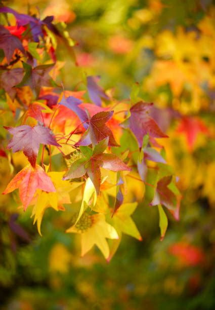 10300 Purple Autumn Leaves Stock Photos Pictures And Royalty Free