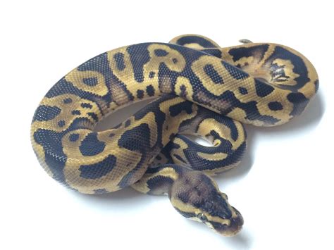 Pastel Leopard Ball Python For Sale Xyzreptiles