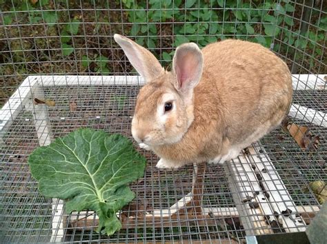 Raising Rabbits For Meat The Adventure Bite