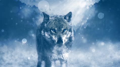 8k Ultra Hd Wolf Wallpapers Top Free 8k Ultra Hd Wolf Backgrounds