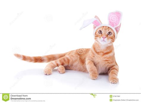 Easter Bunny Stock Image Image Of Adorable Baby Looking