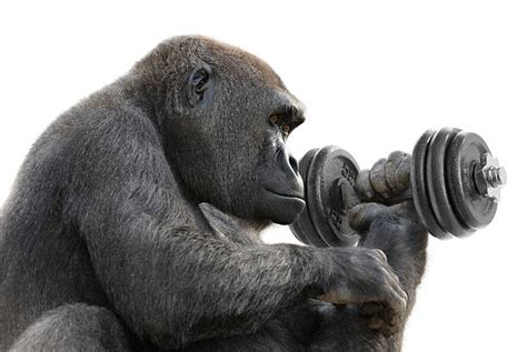 Gorilla Muscle Stock Photos Pictures And Royalty Free Images Istock