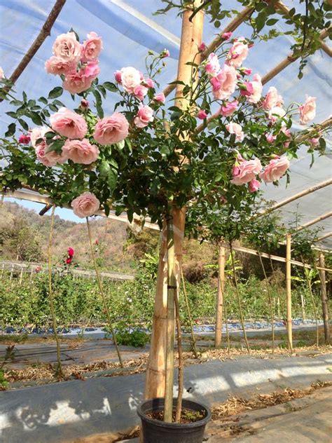 Cây Hoa Hồng Thân Gỗ Tree Rose Cây Cảnh Hoa Cảnh Bonsai Hòn