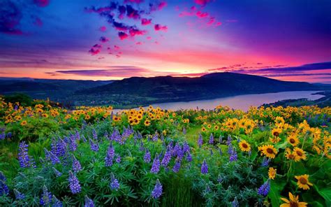 Nature Landscape Yellow Flowers And Blue Mountain Lake