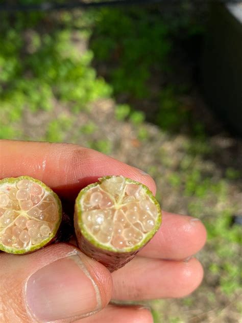 Australian Finger Lime The Newest In Fancy Cuisine Designer Trees