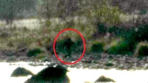 Is Bigfoot Visiting A Northern California Lake Self Described