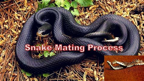 Snake Mating Process Know Snake Reproduction Process Snake Mating