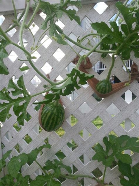 Growing Watermelons On A Trellis Home Design Ideas