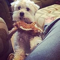 If you have a pet that is in need please fill out our form and return it to the address listed. Zeeland, Michigan - Maltese. Meet Nizmo, a for adoption ...