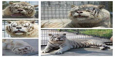Kenny's deformed face, which many people claimed was caused by down syndrome, is the. Kenny, a white tiger with Down syndrome : pics