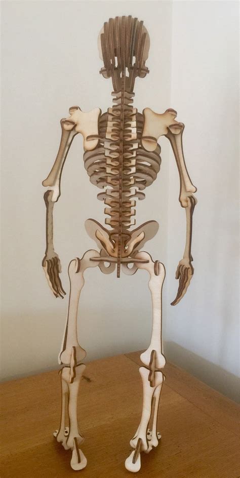 Detailed Human Skeleton 3d Puzzle Birch Wood Over 100 Pieces Etsy