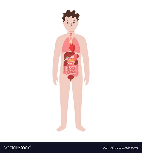 Internal Organs In Male Body Royalty Free Vector Image