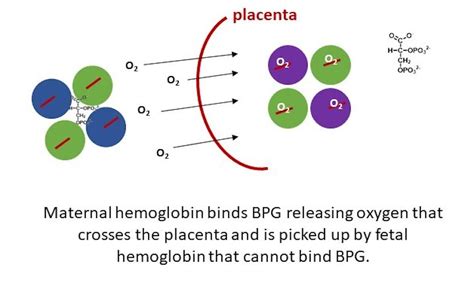 Hemoglobin The Biochem That Helps Fetuses “breath” Pollock Research Lab