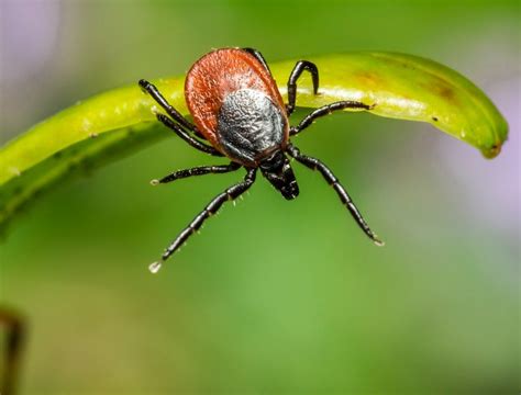 Does Lyme Disease Cause Weight Gain Explained