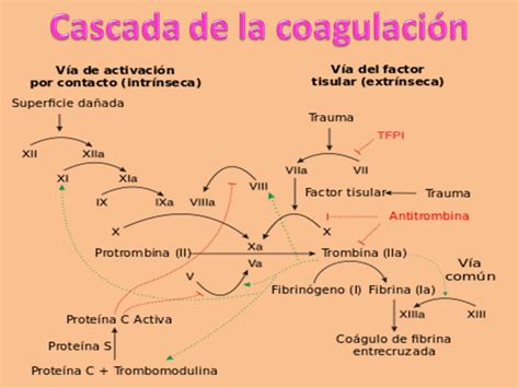 Métodos didácticos para el aprendizaje de Fisiología Humana Cascada de la coagulación D