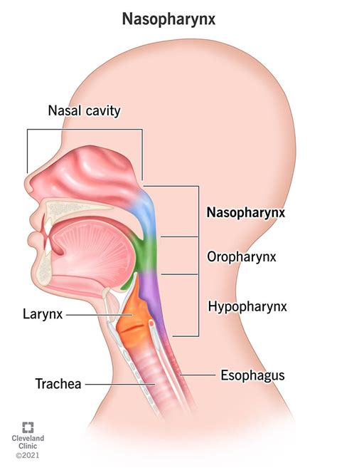Nasopharynx What Is It Anatomy And Function