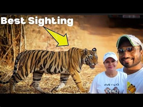 Tiger Wildlife Encounter Bandhavgarh National Park