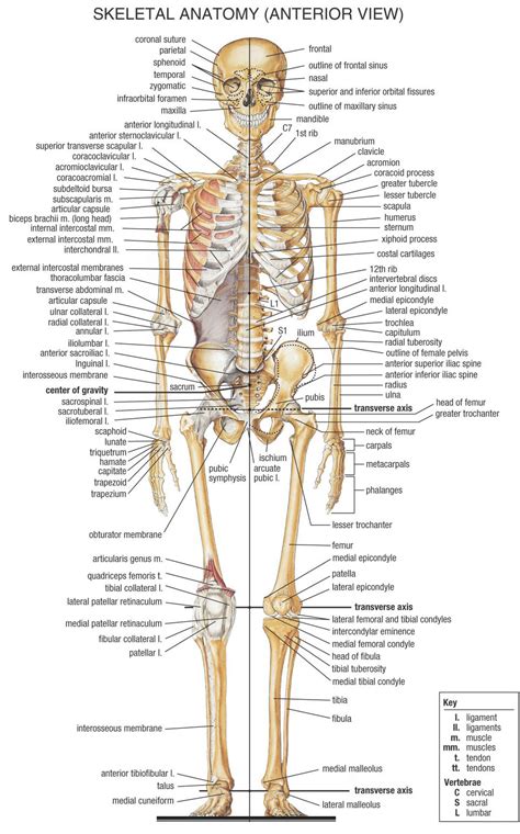 Esqueleto Humano Completo Anatomia I