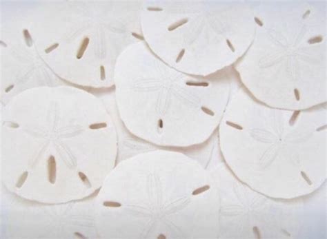 Sand Dollars 25 310 Pieces White Sand Dollars Real Etsy