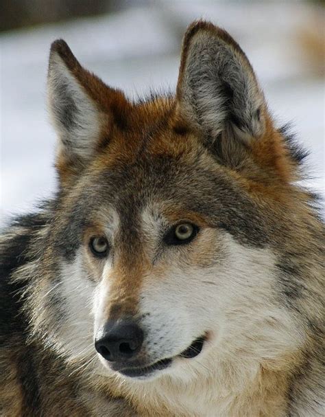 Mexican Grey Wolf Upclose By Ernie Echols Mexican Gray Wolf Wolf Dog