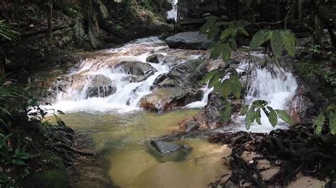 The forest is under the management of the melaka forestry department. Sungai Tekala Recreational Forest - YouTube