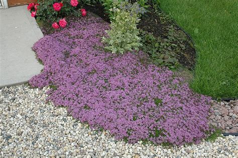 Red Creeping Thyme Clearview Nursery