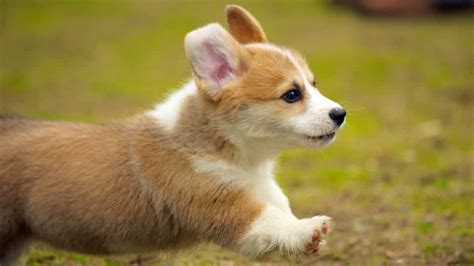 Corgi Puppies Everything You Need To Know The Dog People By