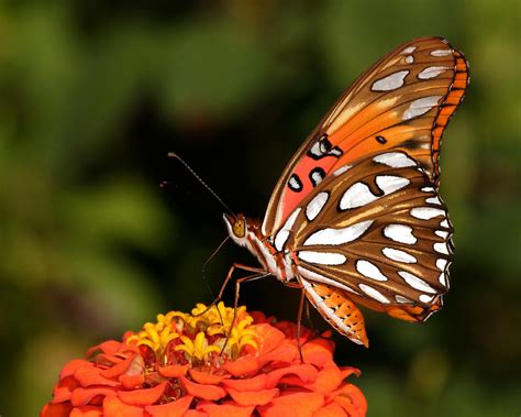 Gulf Fritillary Butterfly Agraulis Vanillae Howard Cheek Photography