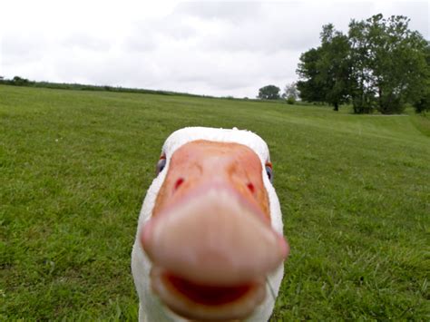 Animals Selfies Geese Birds Wallpapers Hd Desktop And Mobile