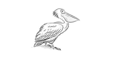 How To Draw A Pelican Really Easy Drawing Tutorial Ea
