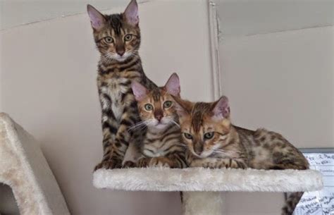 Brown black spotted bengal & black silver spotted/rosetted. The Kuwait Cats and kittens Adoption and sales email us at ...