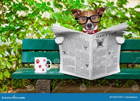 Dog Reading Newspaper Stock Image Image Of Outdoor Park 57615107