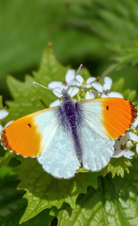 About Wild Animals An Orange Tip Butterfly Beautiful Butterfly