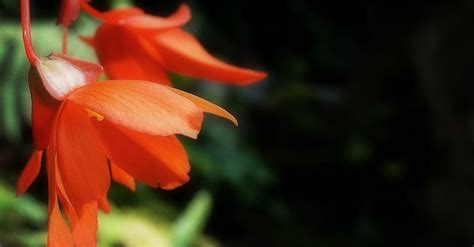 Orange Petaled Flowers · Free Stock Photo