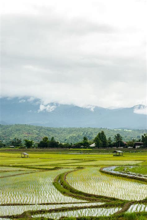 Terrace Rice Fields At Mountain In Chiang Mai Thailand Stock Image