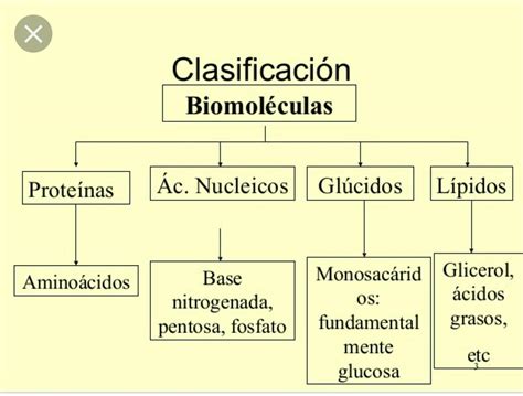 Biomoleculas De Los Seres Vivos