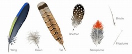 Everything You Need To Know About Feathers | Bird Academy • The Cornell Lab