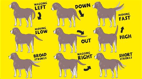 Interpret Dog Tail Wags How To Understand Dogs Body Language Youtube