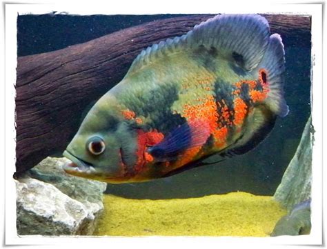 Ikan oscar ini juga masuk dalam keluarga cichlid, ikan ini juga termasuk dalam jenis ikan yang. Gambar Mancing Alam Mengenal Ikan Oscar Jenis Tiger Gambar ...