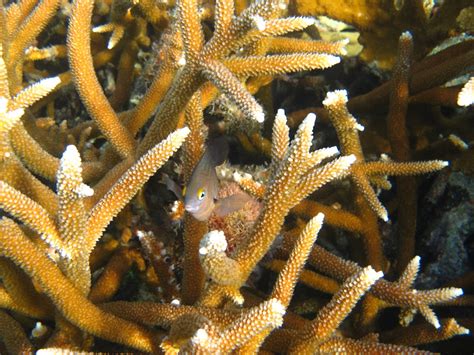 Staghorn Coral Caribbean Coral Reef Food Web · Naturalista Mexico