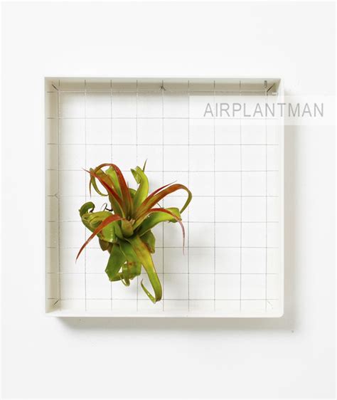 Airplantframe Vertical Garden By Airplantman Designs Airplantman