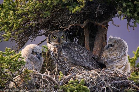 Great Horned Owl Nest Denali National Park Alaska Photos By Ron