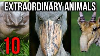 10 Extraordinary Animals You Didnt Know Existed Youtube