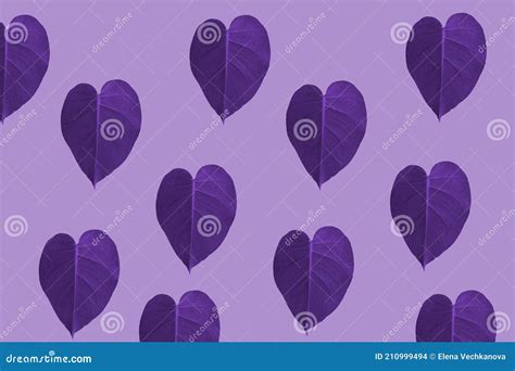 Heart Of Monstera Leaves Have Not Blossomed On A Purple Background